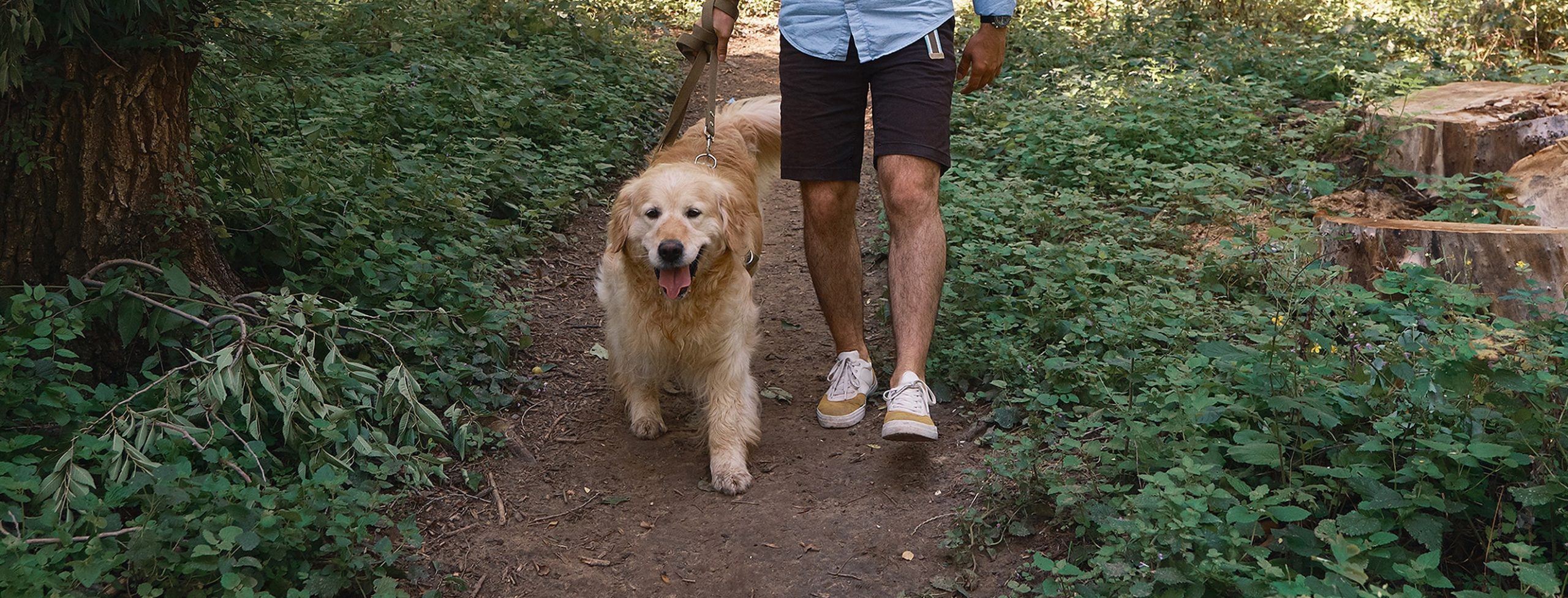 vet services for dogs from The Healthy Hound Company in Hixson TN