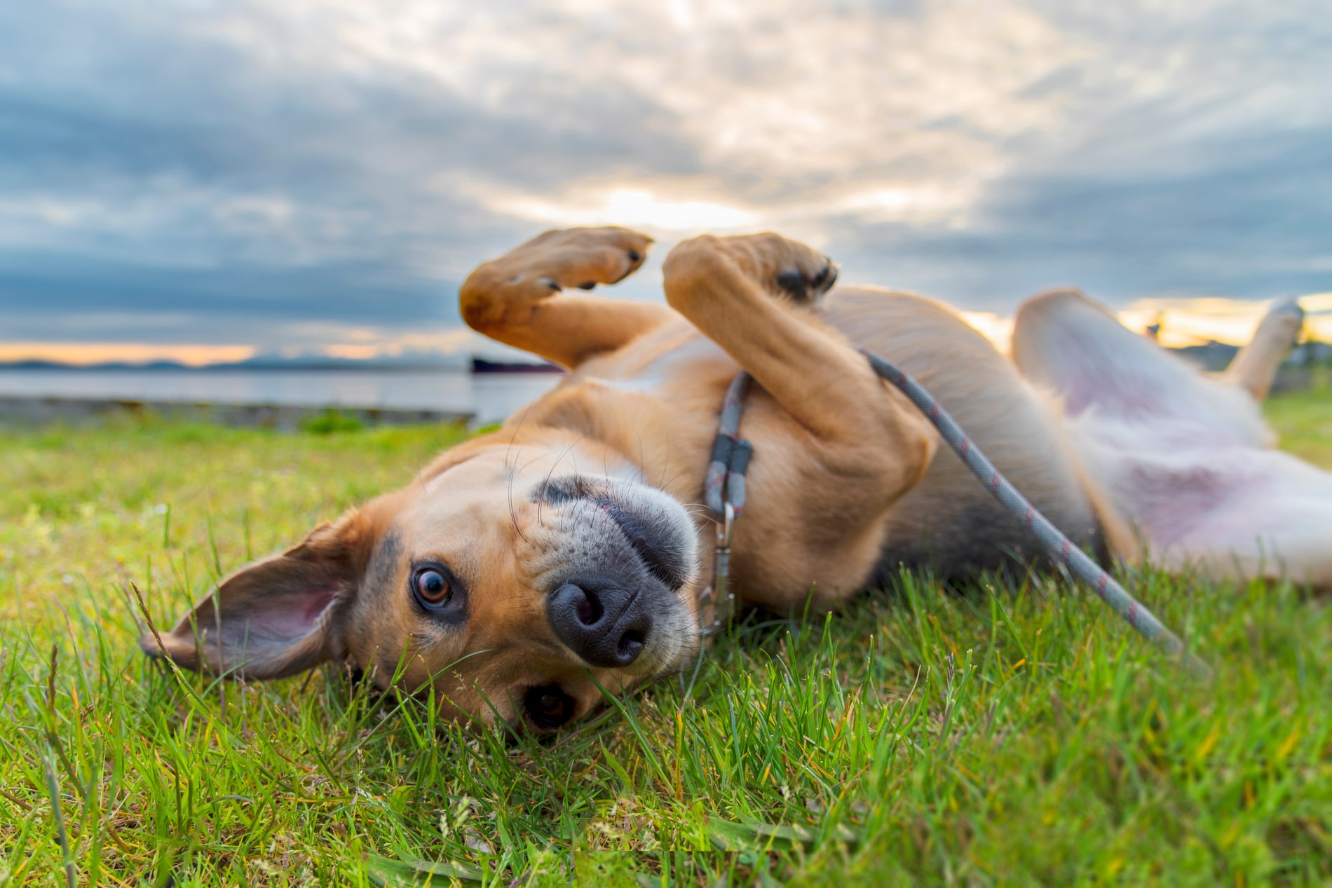 surgery for dogs in Chattanooga TN from The Healthy Hound Co