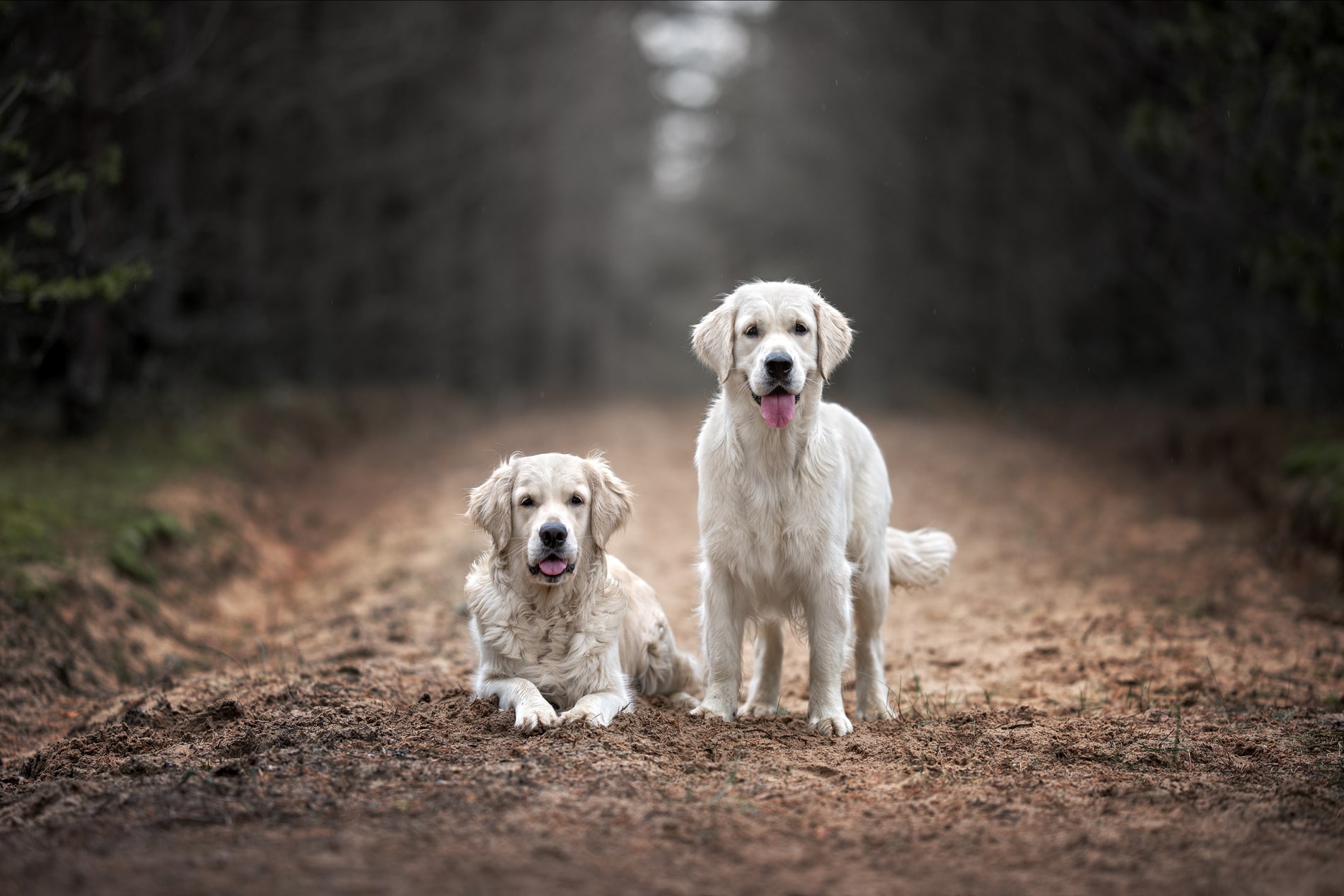 wellness services for dogs in Chattanooga TN from The Healthy Hound Co