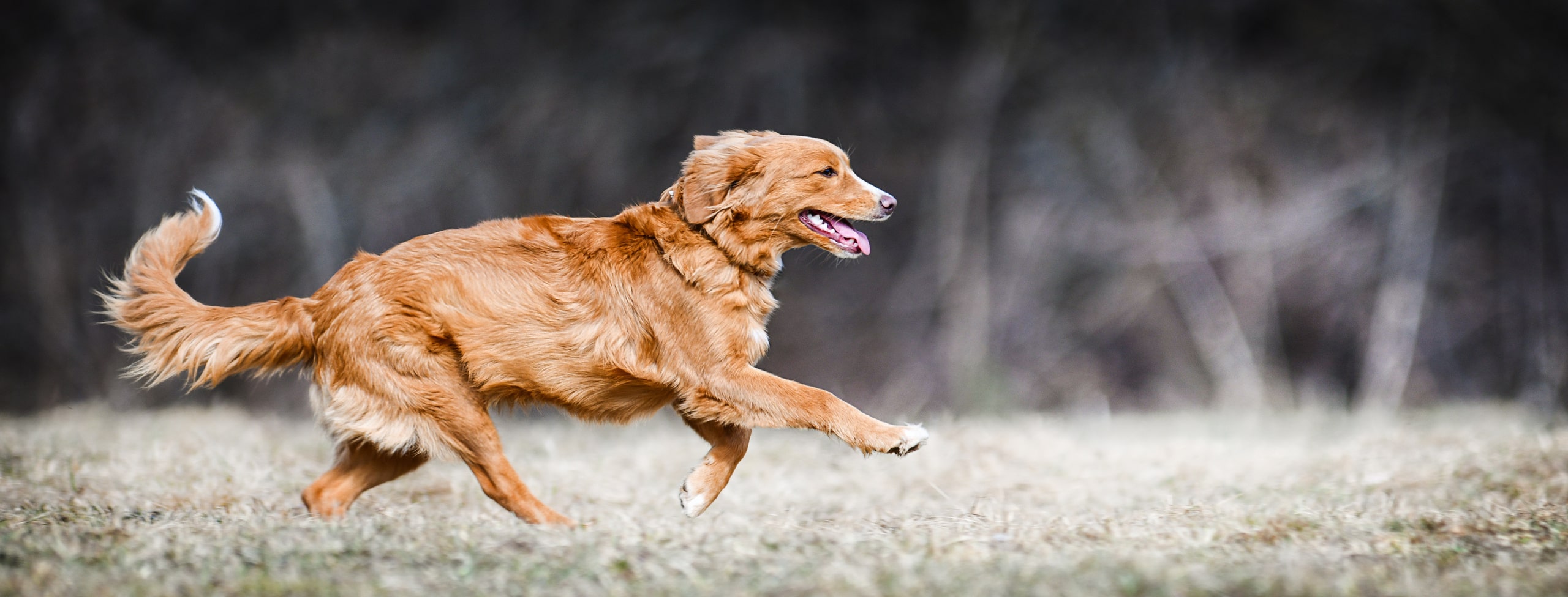 wellness care for dogs in Chattanooga TN from The Healthy Hound Co
