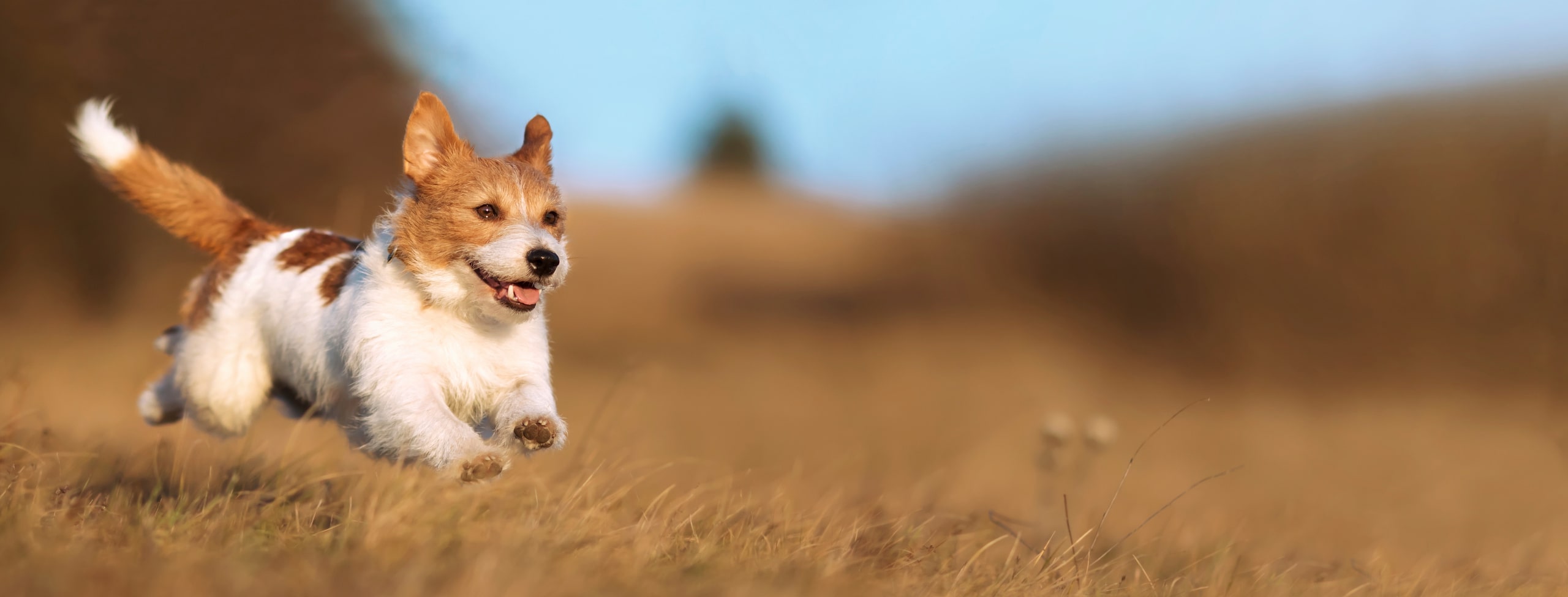 urgent care for dogs in Chattanooga TN from The Healthy Hound Co