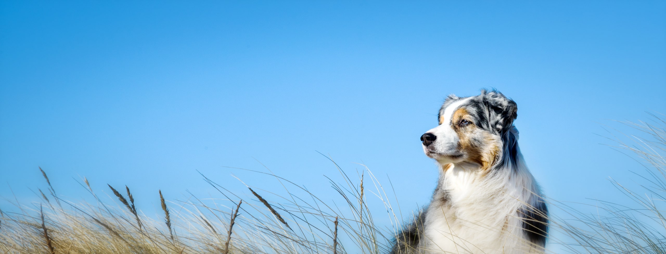 surgical treatments for dogs in Chattanooga TN from The Healthy Hound Co