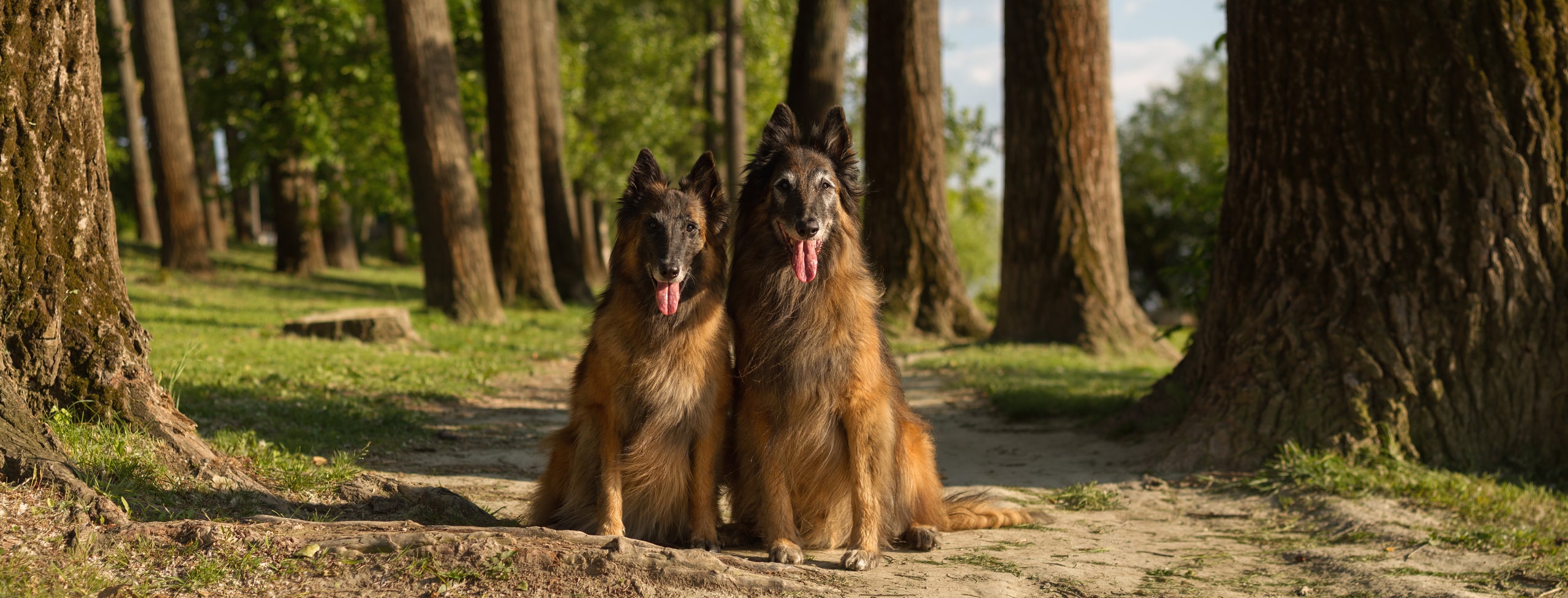 SurgeryTop_2560x976-min dental care for dogs in Chattanooga TN from The Healthy Hound Co