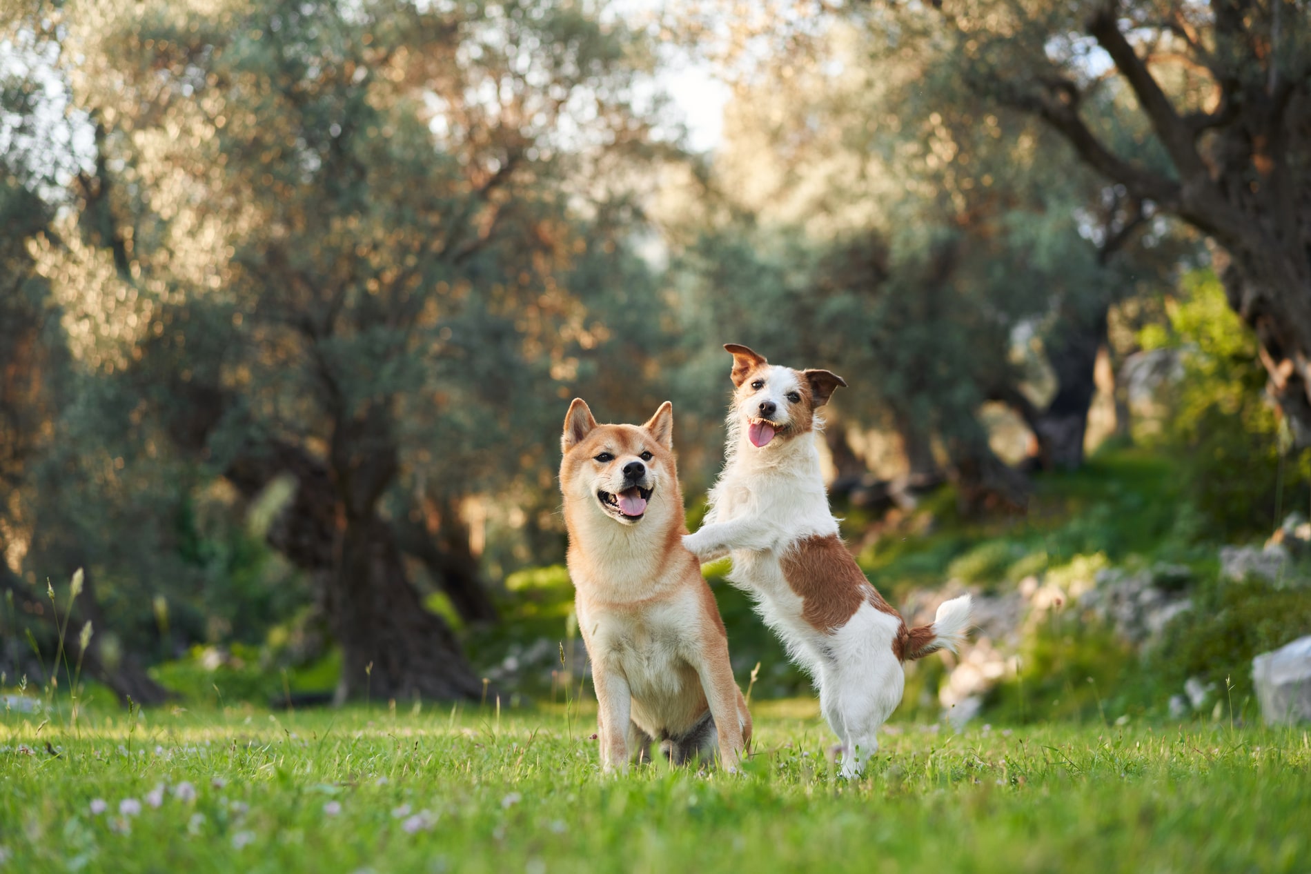 dental services for dogs in Chattanooga TN from The Healthy Hound Co