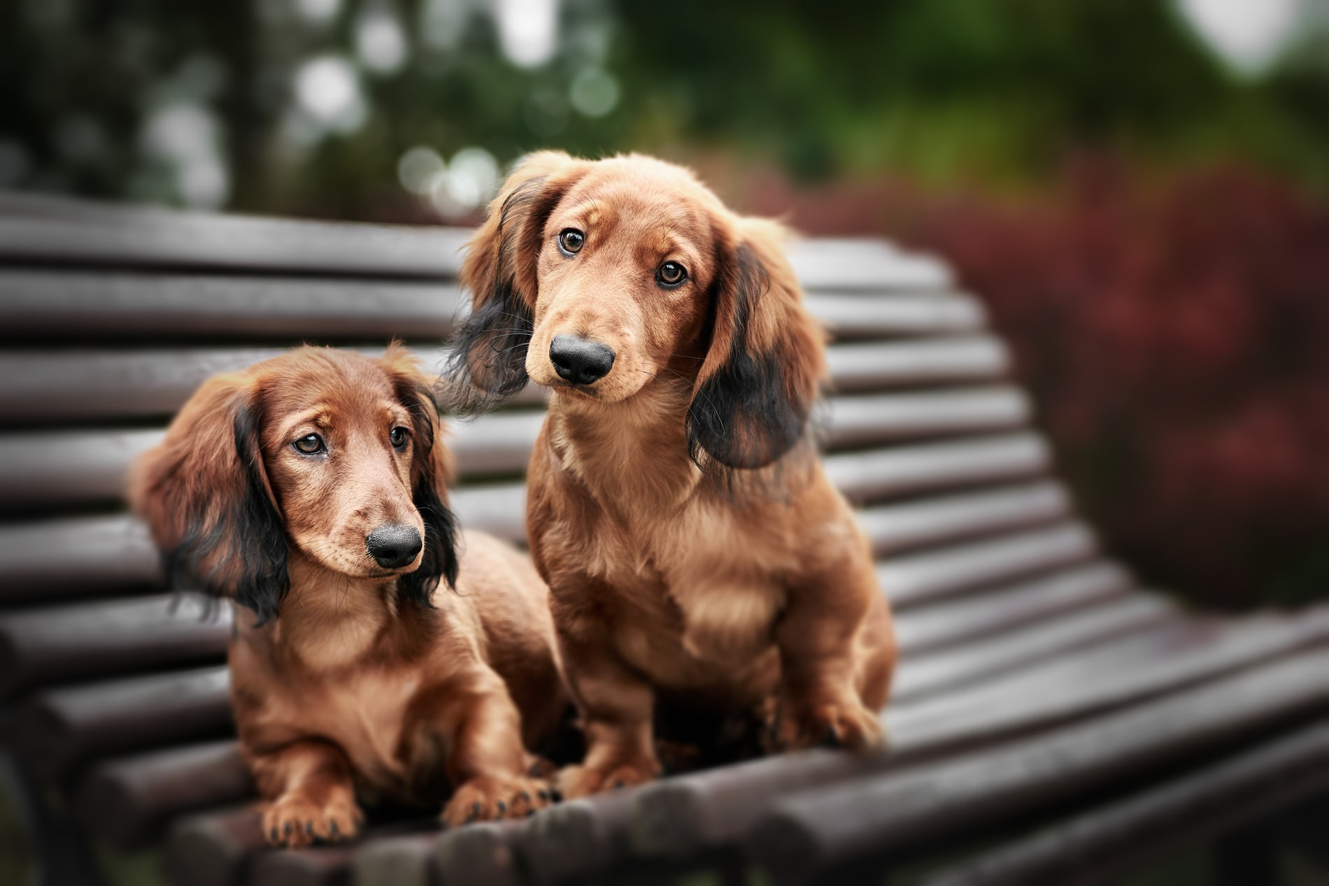 urgent care services for dogs in Chattanooga TN from The Healthy Hound Co