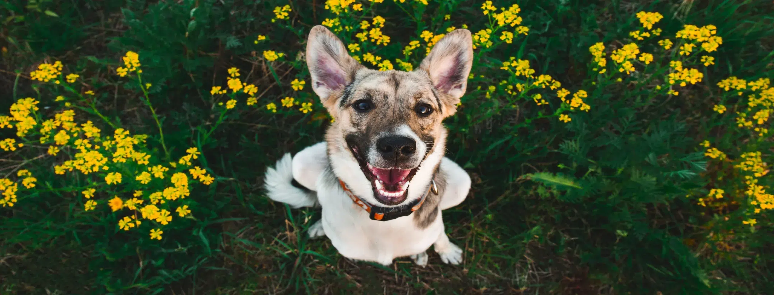 AnnualExamsTop_AdobeStock_259343906_2560x976-min happy dog after an annual exam at the Healthy Hound Co in Chattanooga TN