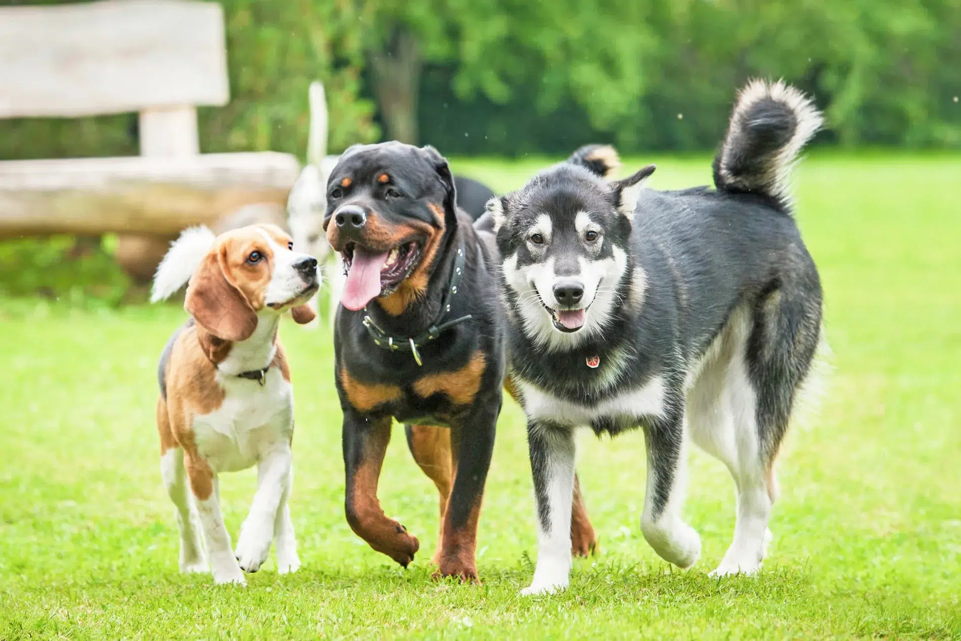 happy dogs after their annual exams at the Healthy Hound Co in Chattanooga TN