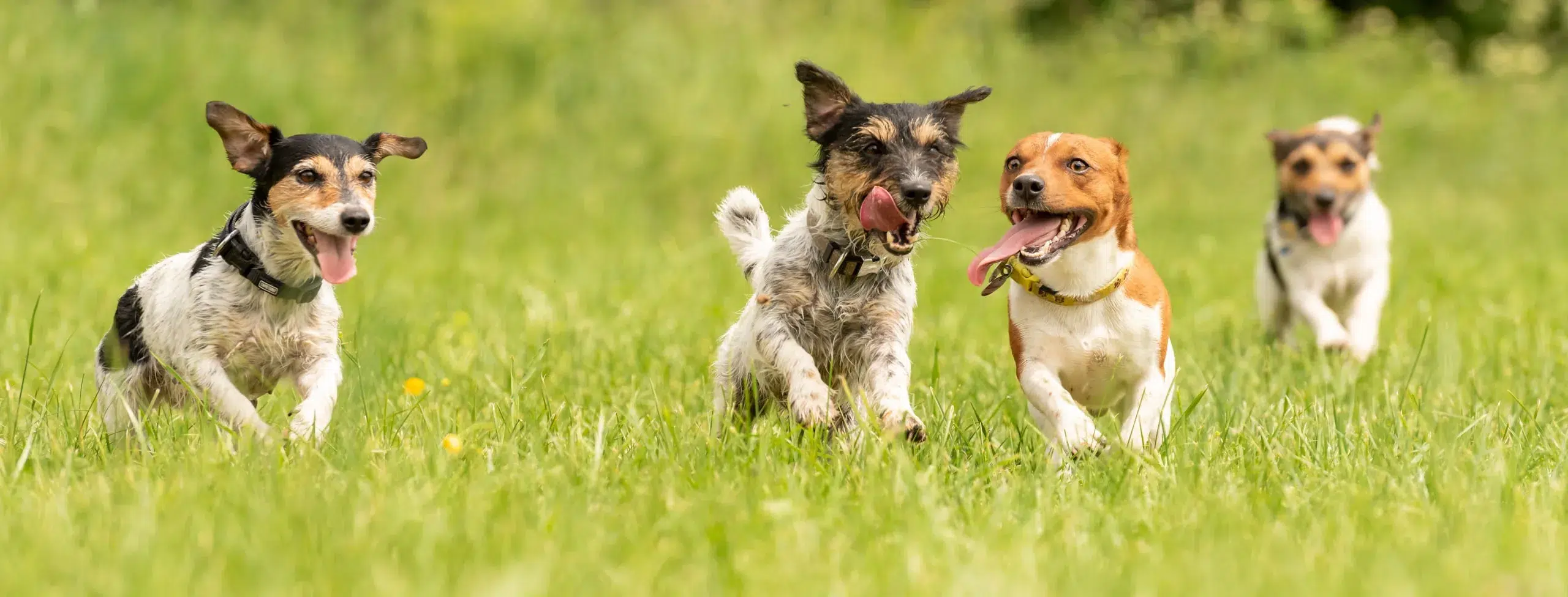 Vaccines2_AdobeStock_241013235_2560x976-min happy dogs after their caninie immunizations at the Healthy Hound Co in Chattanooga TN