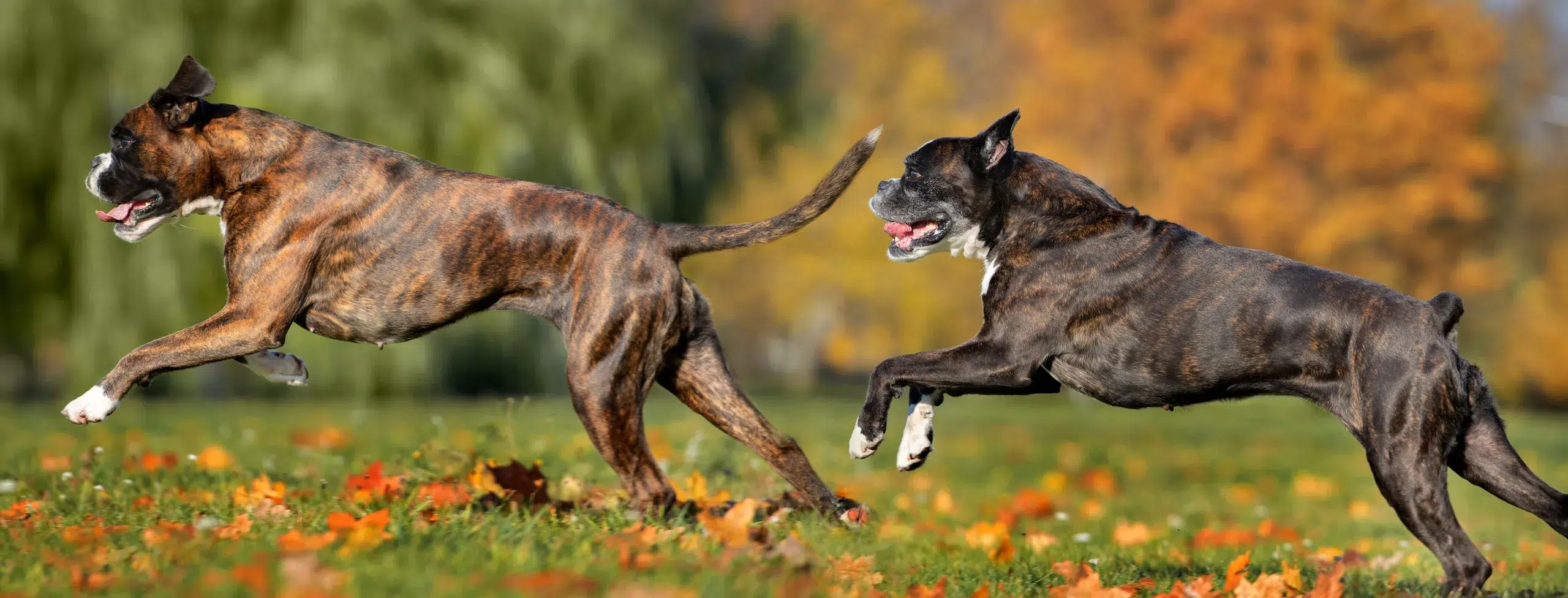 dogs after their spay & neuter surgeries at the Healthy Hound Co in Chattanooga TN