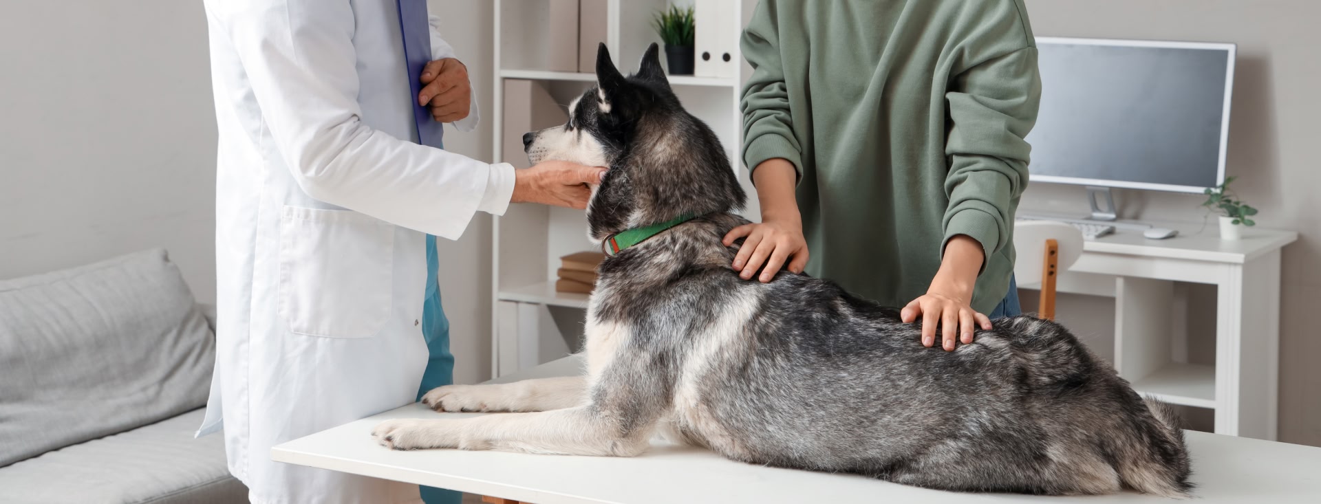 vet services for dogs from The Healthy Hound Company in Hixson TN