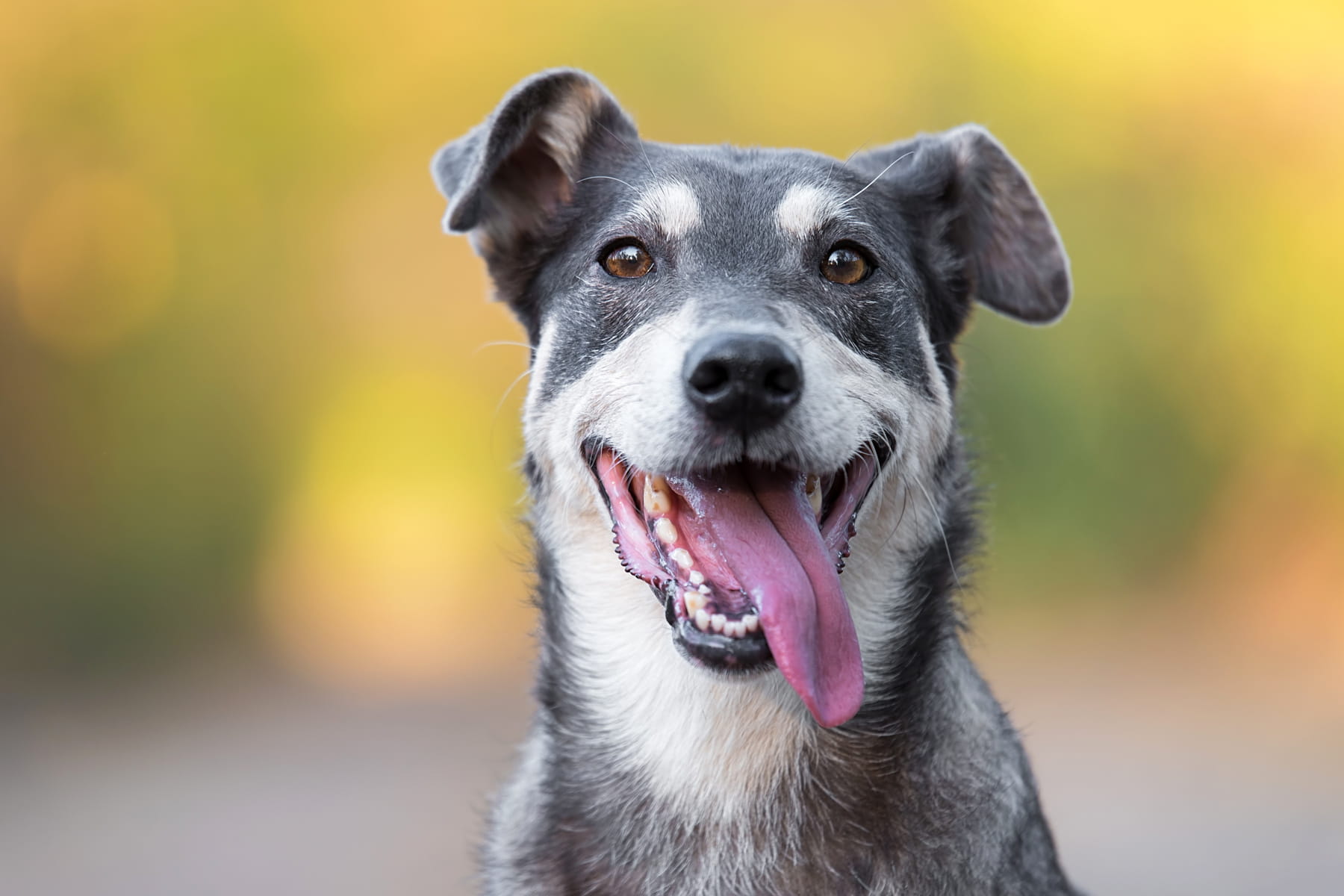 dental exams for dogs at the Healthy Hound Co in Chattanooga TN