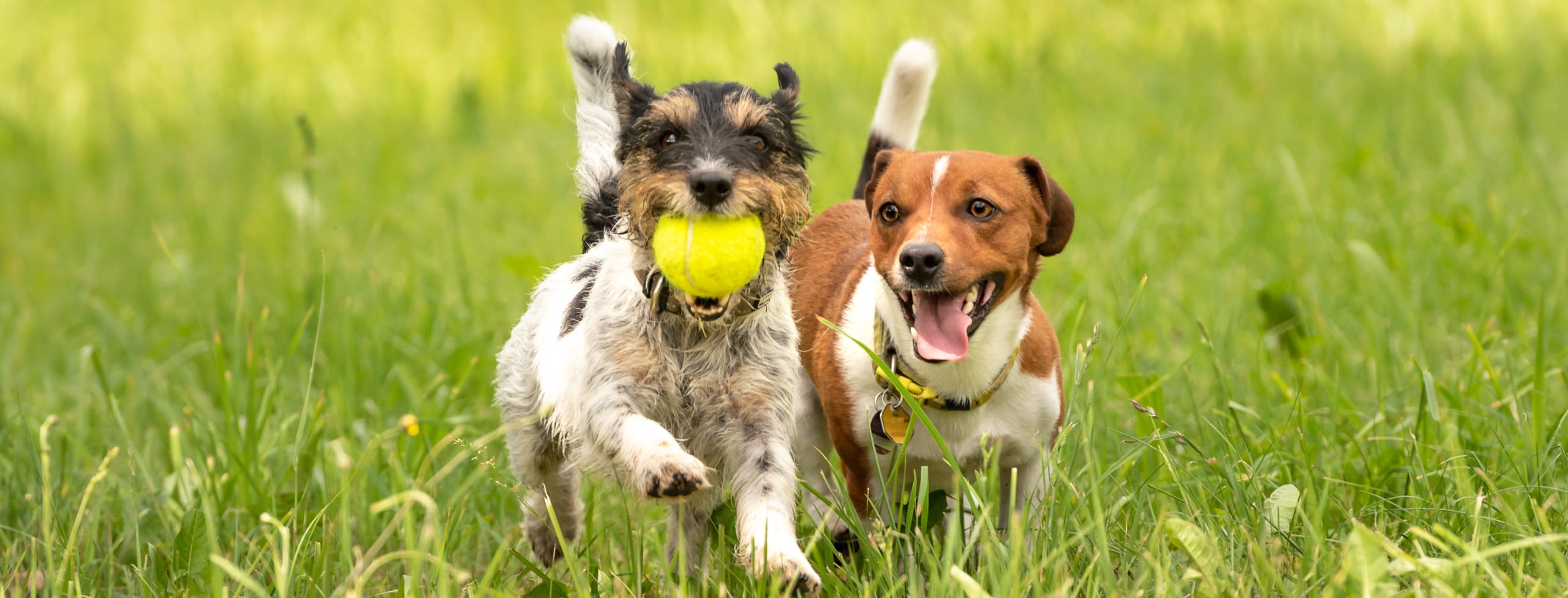 oral exams for dogs at the Healthy Hound Co in Chattanooga TN