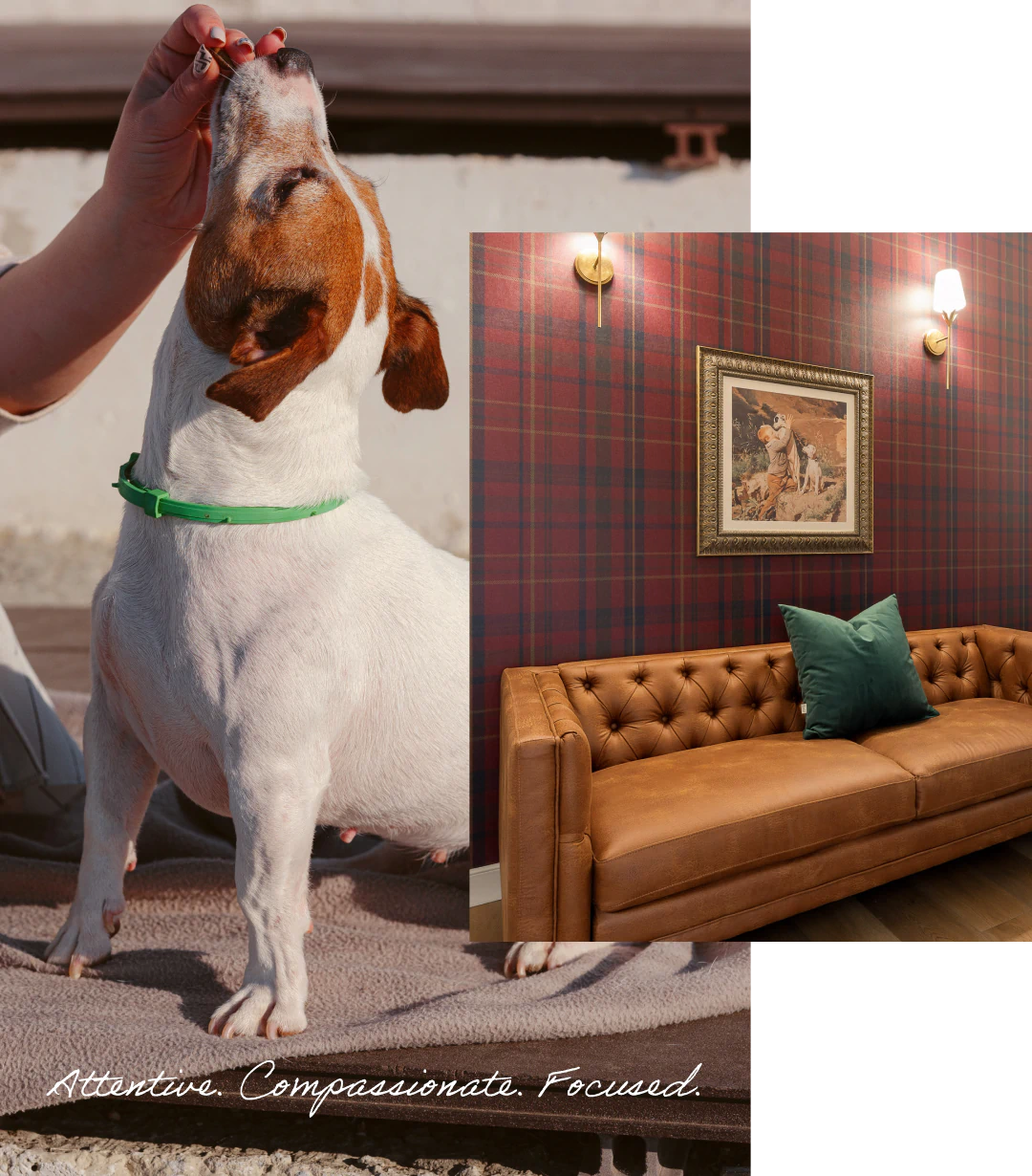 vet services for dogs from The Healthy Hound Company in Chattanooga TN