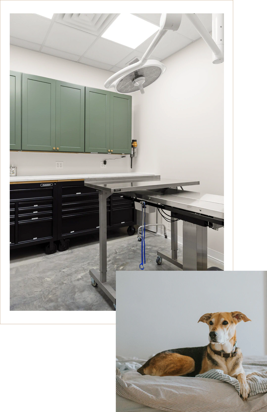 dog owners will love the veterinary treatments exclusively for dogs from The Healthy Hound Company in Chattanooga TN